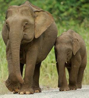 elephants pics