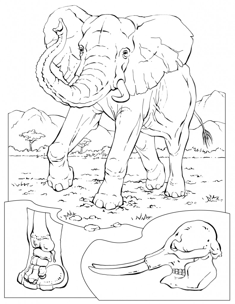 coloring elephant animals animal sheets printable national geographic wildlife adult conservation