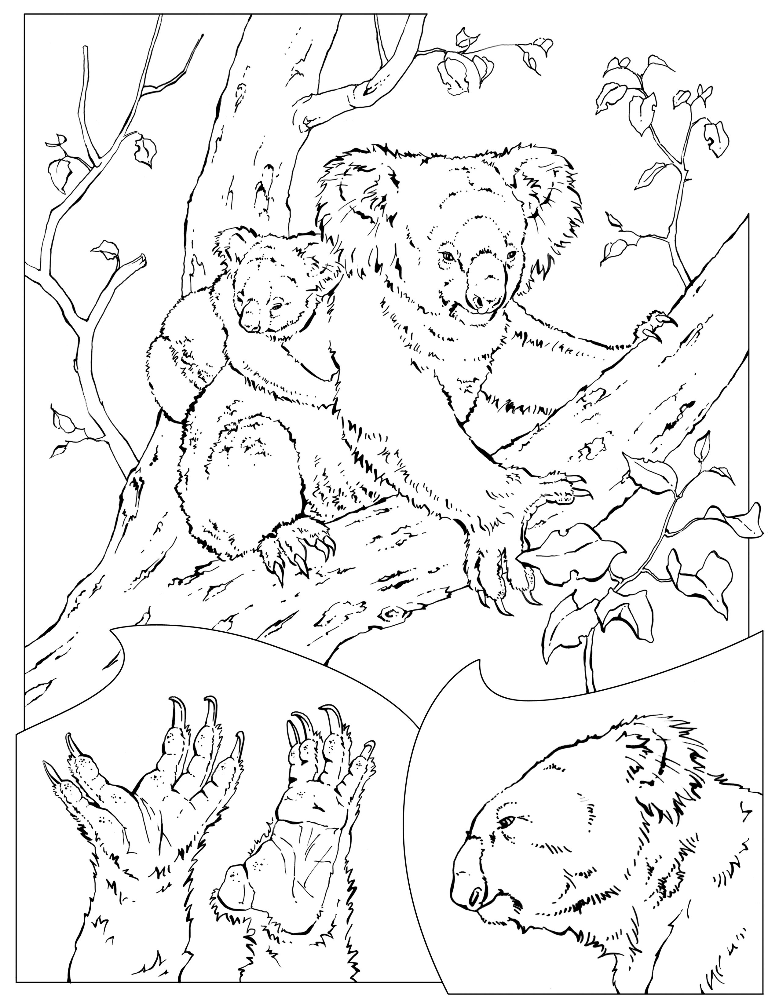 Coloring Pages – Wildlife Research & Conservation