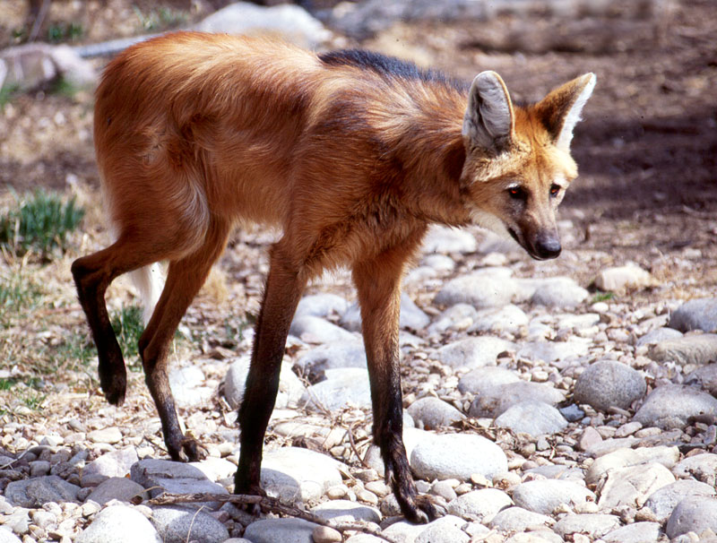 http://wildliferesearch.org/wp-content/uploads/2011/08/Maned-wolf.jpg