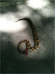 timber rattlesnake rattlesnakes