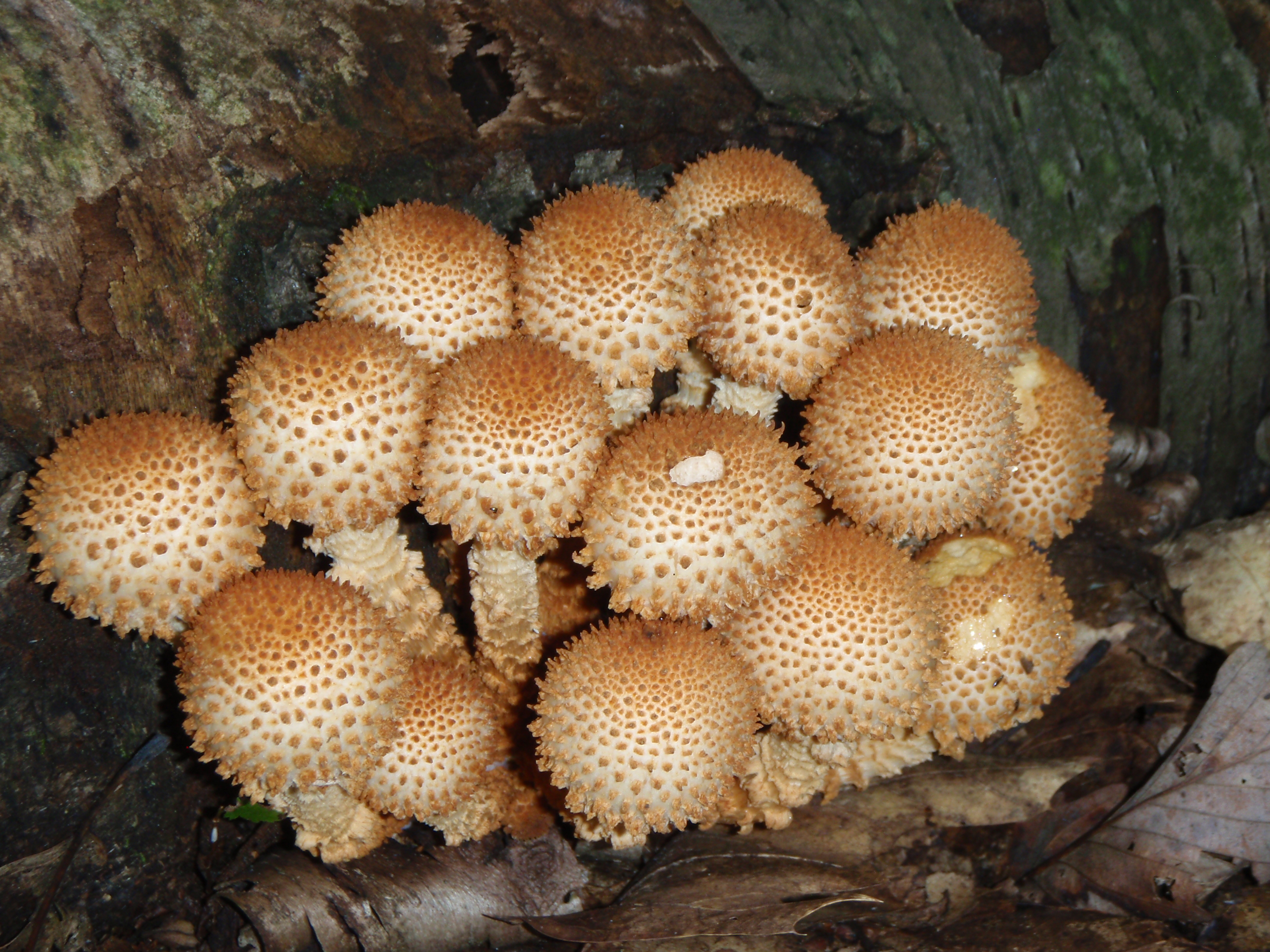Wild Wonderful World Of Fungus Wildlife Research And Conservation