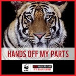 WWF_TigerHandsOff