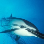 bycatch-whalenation.org