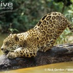 Jaguar Archive.org