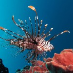 800px-Red_lionfish_near_Gilli_Banta_Island