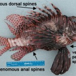 lionfish_dnr_sc