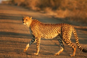 Cheetah_Kruger by mukul2u wiki