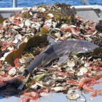 overfishing_bycatch_oceansoffun.org