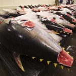 overfishing_earthtimes.org