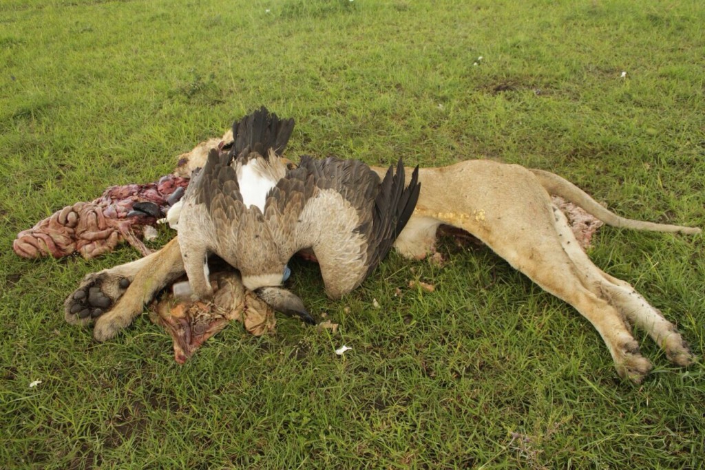 Poisoned-Marsh-Pride-lion-and-White-backed-Vulture.-Masai-Mara-National-Reserve-Kenya.-Photo-by-L.-Sankai