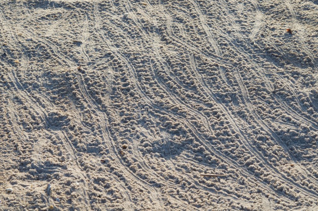 Hatchling Tracks are Evidence of a Successful Journey to the Sea